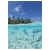 海の魚 クリップボード (裏面)