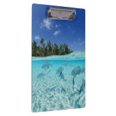 海の魚 クリップボード (右)