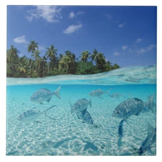 海の魚 タイル (正面)