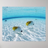 海の魚 ポスター (正面)