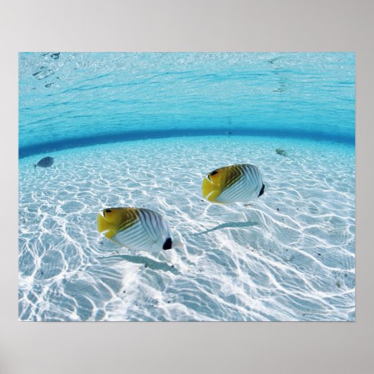 海の魚 ポスター (正面)