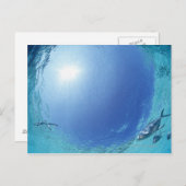 海の魚 ポストカード (正面/裏面)