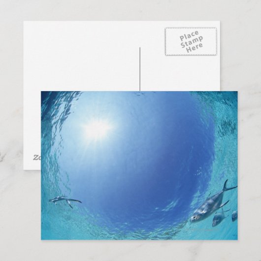 海の魚 ポストカード (正面/裏面)