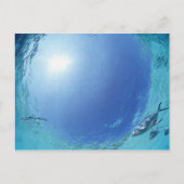 海の魚 ポストカード (正面)