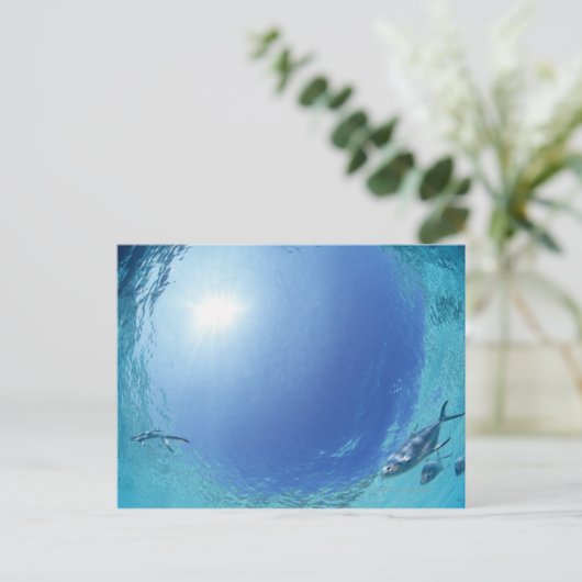 海の魚 ポストカード (スタンド正面)