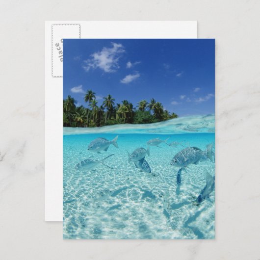 海の魚 ポストカード (正面/裏面)