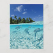 海の魚 ポストカード (正面)