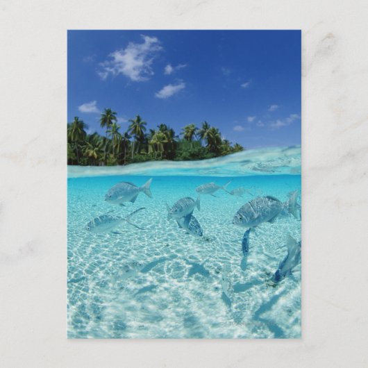 海の魚 ポストカード (正面)