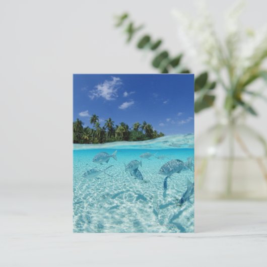 海の魚 ポストカード (スタンド正面)