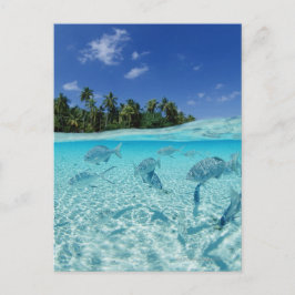 海の魚 ポストカード