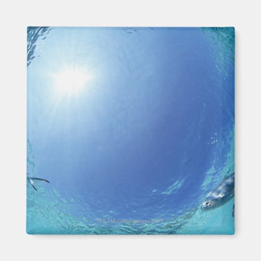 海の魚 マグネット (正面)