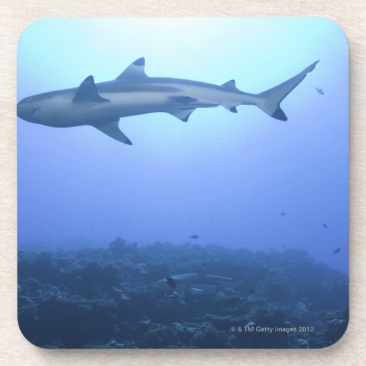 海の鮫、低い角度眺め コースター (正面)
