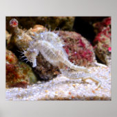 海の​​馬 ポスター (正面)