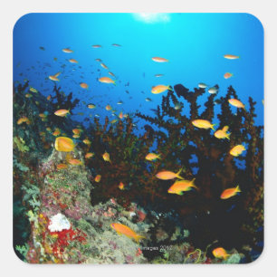 海のGoldieの魚の水泳の大きいグループ スクエアシール