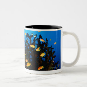 海のGoldieの魚の水泳の大きいグループ ツートーンマグカップ