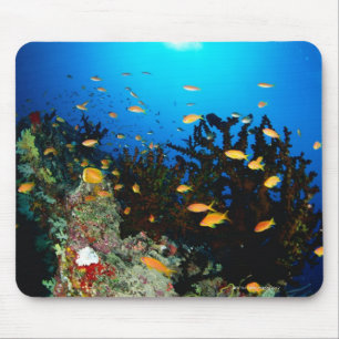 海のGoldieの魚の水泳の大きいグループ マウスパッド