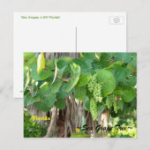 海ぶどうツリーブッシュフロリダポストカード ポストカード (正面/裏面)