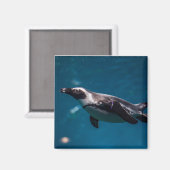 海を泳ぐペンギン マグネット (正面/裏面)