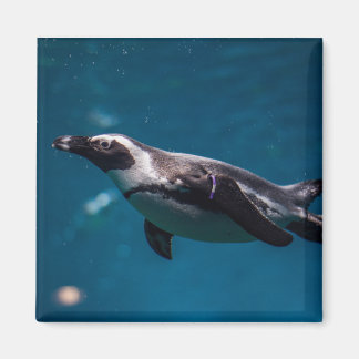 海を泳ぐペンギン マグネット