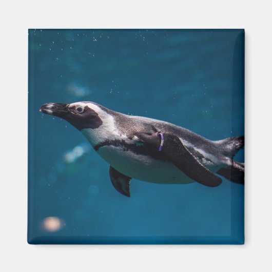 海を泳ぐペンギン マグネット (正面)