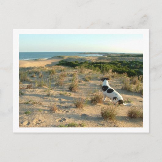 海を見ている犬 ポストカード (正面)