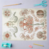 海アンソメデュサエエルンストヘッケルデクページ 薄葉紙 (クラフト)
