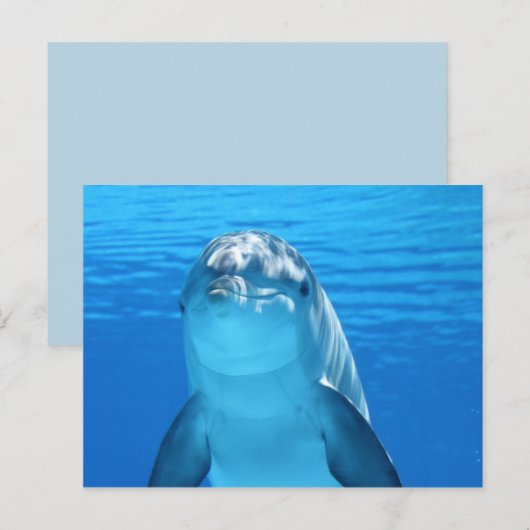 海イルカ葉書 ポストカード (正面/裏面)