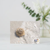 海ウニの波 ポストカード (スタンド正面)