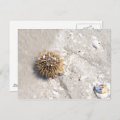 海ウニの波 ポストカード (正面/裏面)