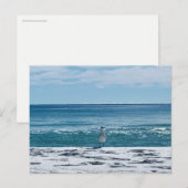 海カモメ オリジナル 鳥の写真 ポストカード (正面/裏面)