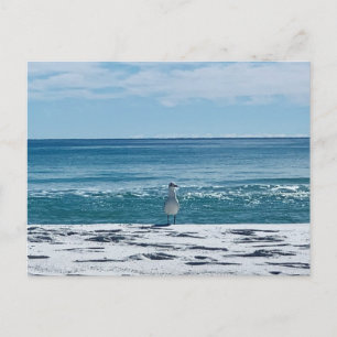 海カモメ オリジナル 鳥の写真 ポストカード