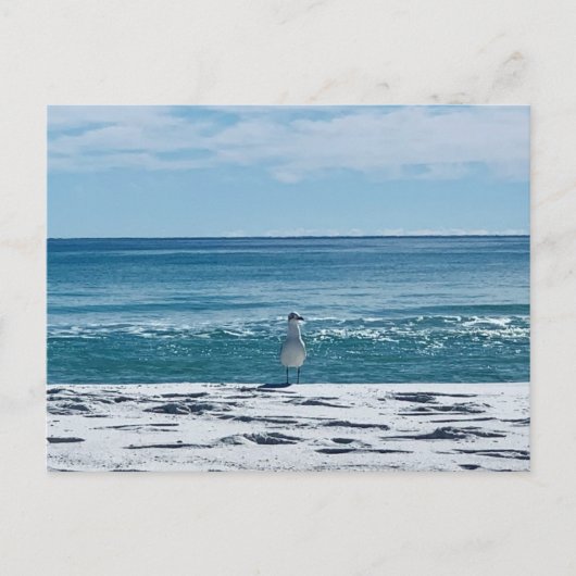 海カモメ オリジナル 鳥の写真 ポストカード (正面)