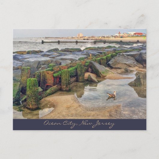 海シティー、ニュージャージーのポストカードモーニング泳ぐ人 ポストカード (正面)