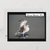 海ショアーズワカモメ翼はがき ポストカード (正面/裏面)