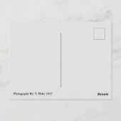 海ショアーズワカモメ翼はがき ポストカード (裏面)