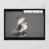 海ショアーズワカモメ翼はがき ポストカード (正面)