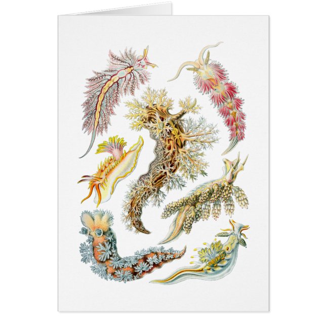 海スラグ (正面)