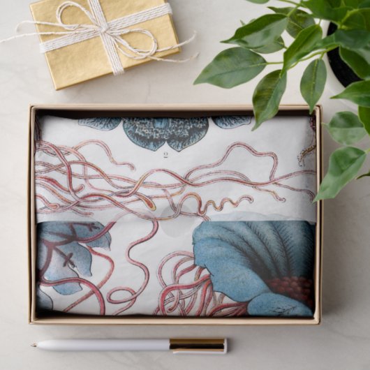 海ディスコメダエ8エルンストヘッケルデクページ 薄葉紙 (ギフト)