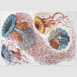 海ディスコメダエ8エルンストヘッケルデクページ 薄葉紙