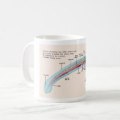 海ヤツメウナギ種の幼虫の図表 コーヒーマグカップ (正面左)