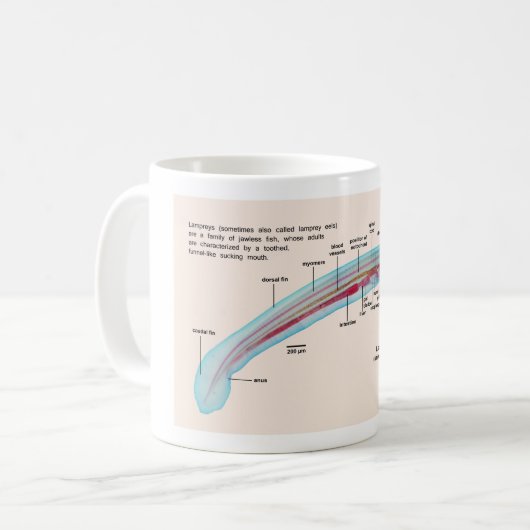 海ヤツメウナギ種の幼虫の図表 コーヒーマグカップ (正面左)