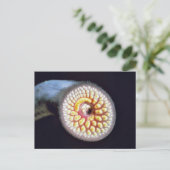 海ヤツメウナギ ポストカード (スタンド正面)