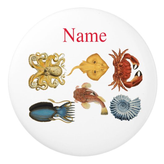 海ユニーク衆品揃えサンダー_コーブ セラミックノブ (正面)