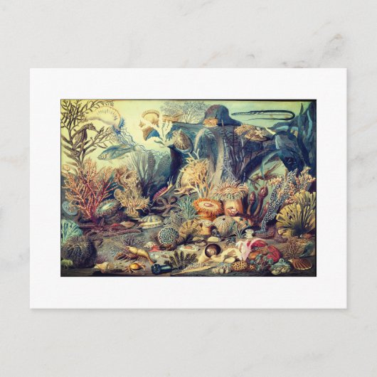 海ライフヴィンテージ ポストカード (正面)