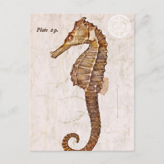 海ヴィンテージ海馬クリーチャー海馬 ポストカード