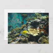 海中カラフル世界/コーラルリーフマリンライフl ポストカード (正面/裏面)