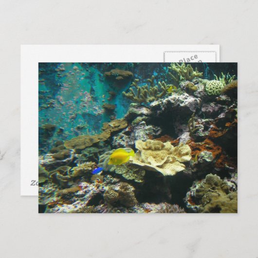 海中カラフル世界/コーラルリーフマリンライフl ポストカード (正面/裏面)