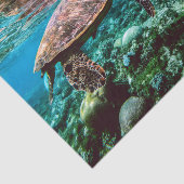 海中熱帯ウミガメ 薄葉紙 (詳細)