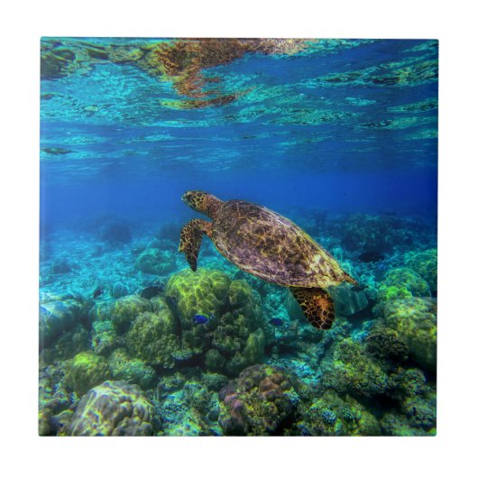 海中熱帯海タートルサンゴ タイル (正面)