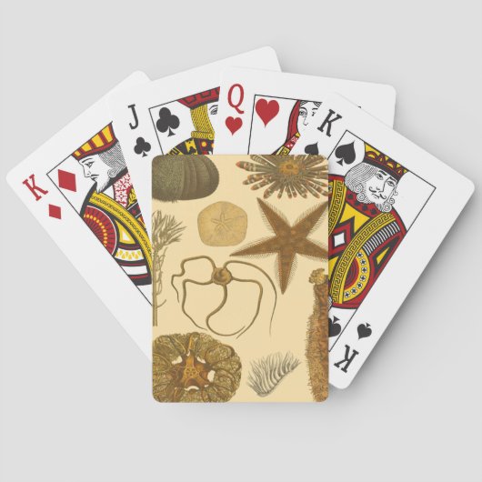 海中生物 トランプ (裏面)